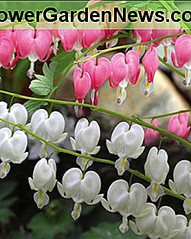 Balta ir rožinė kraujavimas širdies gėlių. White and pink bleeding heart flowers.