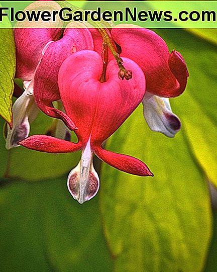 Jūs tikrai galite suprasti, kodėl tai vadinama kraujavimu širdimi. You can certainly see why it's called a bleeding heart.