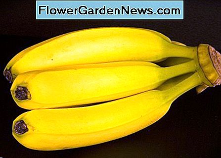 Ripe Yellow Bananas: Bildkälla Pixabay Ripe Yellow Bananas : Photo Source Pixabay