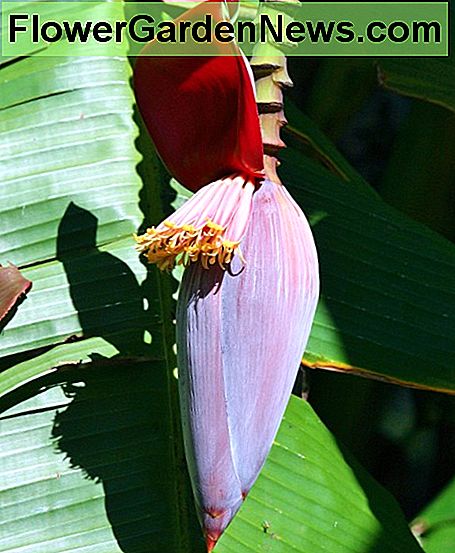 Bananblommor Banana Flowers
