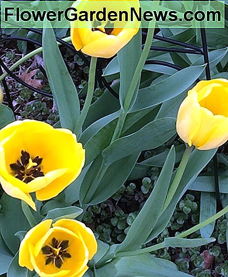 Tulpen Tulips