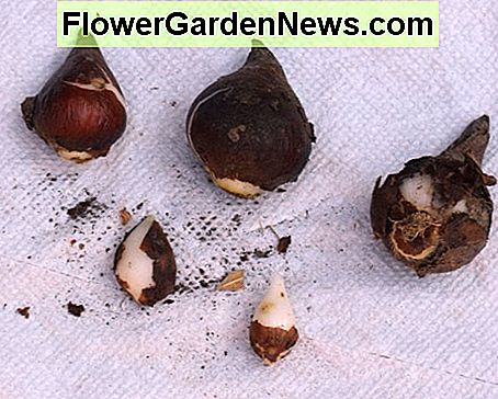 Fünf Tulpenzwiebeln groß und klein. Die Unterseite der Glühbirne ist breiter als die Oberseite. Kannst du die gelblichen Wurzeln auf der Glühbirne ganz rechts sehen? Five tulip bulbs large and small. The bottom of the bulb is wider than the top. Can you see the yellowish roots on the bulb located on the far right?