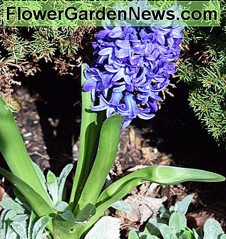 Hyazinthe Hyacinth