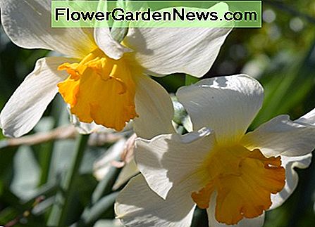 Narzissen Daffodils