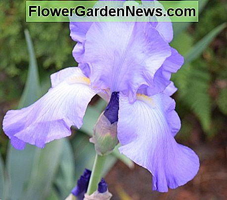 Iris Iris