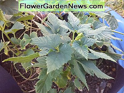 Magnus Hops Pflanze wächst in Florida (Zone 9b) Magnus Hops plant growing in Florida (zone 9b)