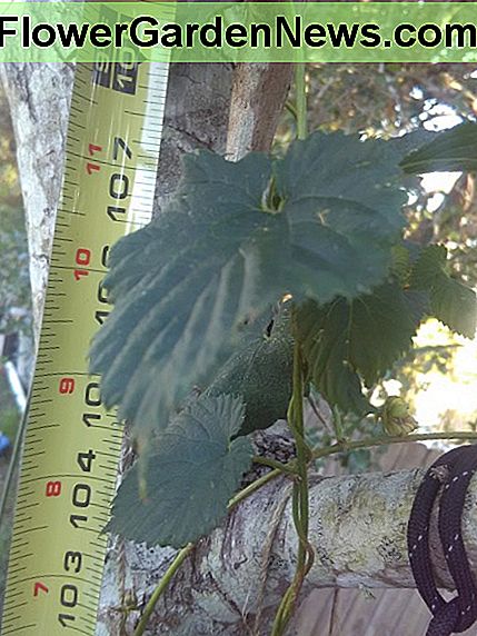 9 ft große Kristallhopfenpflanze, die von Great Lakes Hops in Florida gekauft wurde (Zone 9b) 9 ft tall Crystal Hops plant purchased from Great Lakes Hops in Florida (zone 9b)