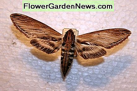 Sphinx-mot, ook wel een kolibrie-mot genoemd Sphinx moth, also called a hummingbird moth