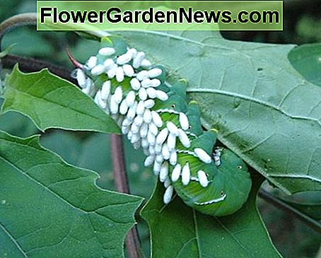 Geparasitiseerde hoornworm aka Dead Man Walking Parasitized hornworm aka Dead Man Walking