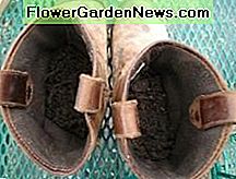 Rellena botas viejas con tierra para macetas Fill old boots with potting soil