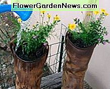 Riego mis jardineras de arranque Watering my boot planters