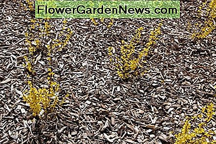 Wood chip mulch Wood chip mulch