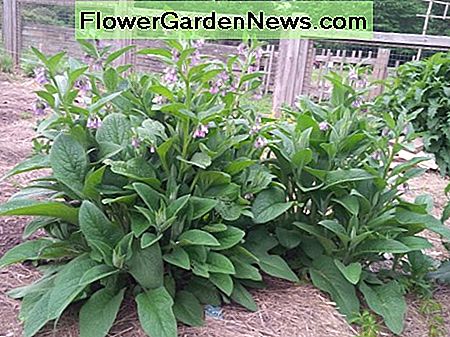 smeerwortel Comfrey