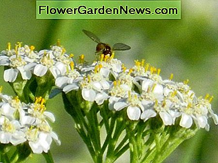 Bier elsker yarrow. Hold nogle i haven for at tiltrække pollinatorer! Bees love yarrow. Keep some in the garden to attract pollinators!