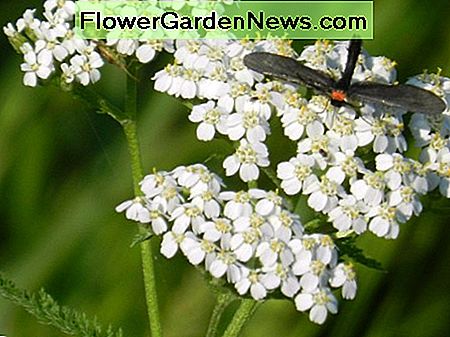 De fleste insekter elsker gulv. Most insects love yarrow.