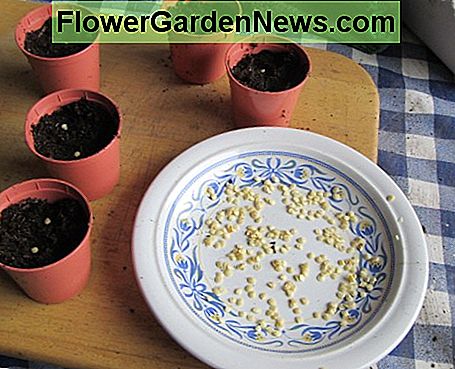 Pfeffer Samen Pepper Seeds