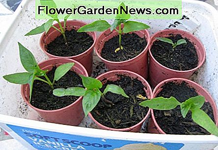 Pfeffer Sämlinge Pepper Seedlings