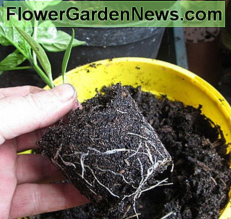 Paprikaschoten transplantieren Transplanting Peppers