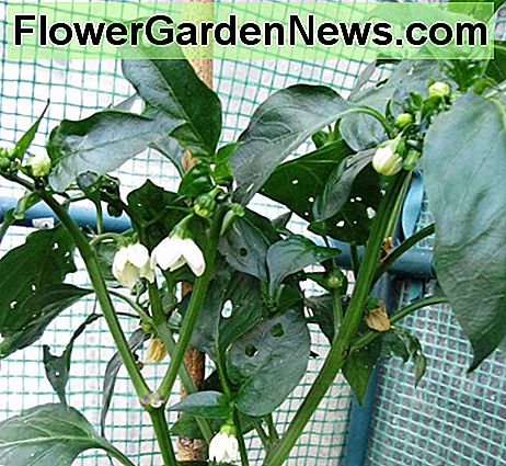 Blumen auf Pfeffer Pflanzen Flowers on Pepper Plants