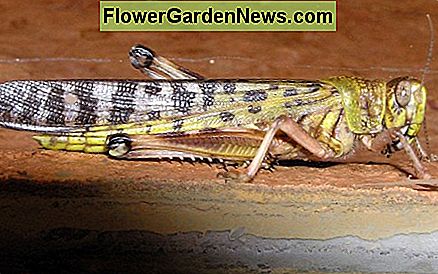Woestijnsprinkhaan Desert locust