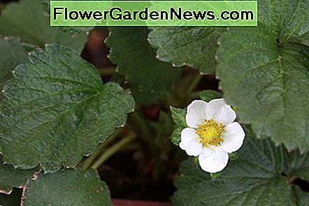 Dies ist die Erdbeerblume. Es wächst aus einem blattlosen Stängel. This is the strawberry flower. It grows from a leafless stem.