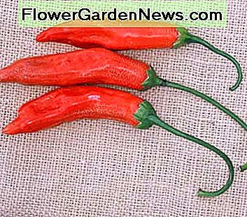Aji Red - sehr heiße 3 bis 5-Zoll-orange-rote Paprika, die in der Regel in Pulver für die Verwendung in Saucen und Eintöpfen getrocknet werden. Ein Capsicum Baccatum-Typ mit 30.000 bis 50.000 Scoville-Einheiten Aji Red - very hot 3 to 5-inch orange-red peppers that are generally dried into powder for use in sauces and stews. A Capsicum baccatum type with 30, 000 to 50, 000 Scoville units