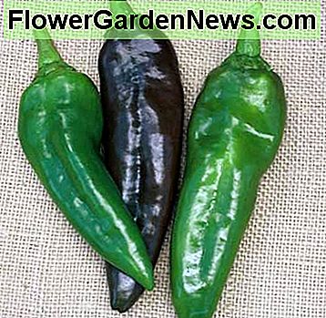 Ahaheim - Auch als 'New Mexican Chile' bekannt, ist diese mäßig stechende Frucht tiefgrün, verfärbt sich aber bei voller Reife rot. Sehr glatte Paprikaschoten sind 7-1 / 2 Zoll lang und 2 Zoll breit und getragen auf hohen, produktiven Pflanzen, die gute Laubbucht bieten Ahaheim - Also know as the 'New Mexican Chile, ' this moderately pungent fruit is deep green, but turns red at full maturity. Very smooth peppers are 7-1/2 inches long and 2 inches wide and borne on tall, productive plants that offer good foliage cove