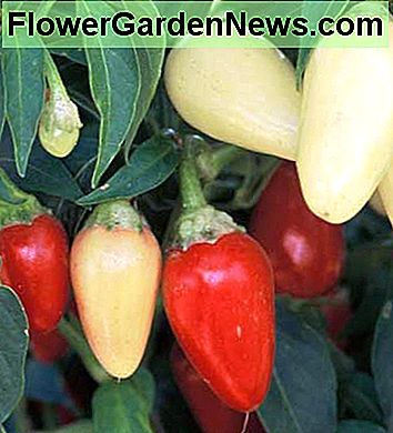 Cascabella - Ein Favorit zum Beizen, dieser Pfeffer wird normalerweise in seiner gelben Phase verwendet, aber er wird rot werden, wenn er auf der Pflanze verbleibt. Kegelförmige, 1-1 / 4 Zoll lange Paprika reichen von 1.500 bis 4.000 Scoville-Einheiten. Cascabella - A favorite for pickling, this pepper is generally used in its yellow stage, but it will turn red when left on the plant. Cone shaped, 1-1/4 inch long peppers range from 1, 500 to 4, 000 Scoville units.