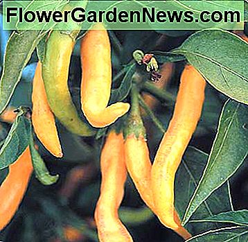 Golden Cayenne - Schöne klare zitronengelbe Cayennepfeffer laden wirklich kompakte Pflanzen auf. Leicht gebogene Paprika werden etwa 4 cm lang und 1/2 Zoll breit. Dies ist eine ungewöhnliche Farbe in einer scharfen Paprika Golden Cayenne - Beautiful clear lemon-yellow cayenne peppers really load up on compact plants. Slightly curved peppers become about 4 inches long and 1/2 inch wide. This is an unusual color in a hot pepper
