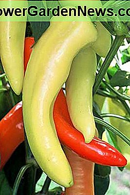Ungarisches Wachs - Mittelscharfe Paprika, besonders gut zum Beizen. Kanariengelb, dann hellrot bei voller Reife. Hungarian Wax - Medium-hot peppers, especially good for pickling. Canary yellow, then bright red at full maturity.