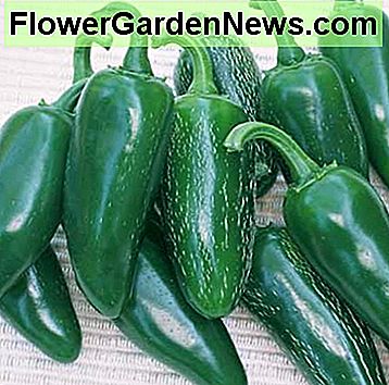 Jalapeno - feurig, dickwandige Paprika wächst 3 Zoll lang und 1-1 / 2 Zoll breit, mit abgerundeten Spitzen. Erst dunkelgrün, dann rot. Gut für den frischen Gebrauch oder das Beizen; berühmt für Nachos und andere Tex-Mex-Gerichte. Jalapeno - Fiery, thick-walled peppers grow 3 in. long and 1-1/2 inches wide, with rounded tips. Dark green at first, then turning red. Good for fresh use or pickling; famous for nachos and other Tex-Mex dishes.