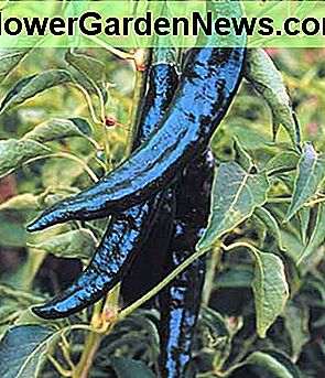 Pasilla Bajio - Wenn frisch, wird dieser Pfeffer 'chilaca' genannt; es ist auch bekannt als 'chile negro.' 8 bis 10 Zoll lange zylindrische Paprika sind dünnwandig und dunkelgrün reif bis dunkelbraun. Sie haben weniger als 250 Scoville-Einheiten. Pasilla Bajio - When fresh, this pepper is called 'chilaca;' it is also known as 'chile negro.' 8 to 10 inch long cylindrical peppers are thin walled, and dark green ripening to dark brown. They have less than 250 Scoville units.
