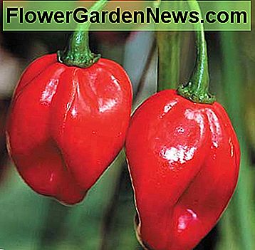 Scotch Bonnet - Ein Capsicum, der Habanero sehr ähnlich ist, aber später in der Reife mit Früchten, die nicht ganz so lang sind. Große, kräftige Pflanzen tragen Paprika, die grün beginnen, aber zu rot reifen. Fruchtiges Aroma und gleiche glühende Hitze wie der Habanero. Scotch Bonnet - A Capsicum very similar to Habanero, but later in maturity with fruit that is not quite as long. Tall, vigorous plants bear peppers that begin as green, but mature to red. Fruity aroma and same blistering heat as the Habanero.