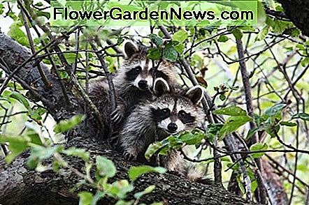 Wie man Waschbären im Hinterhof loswird how to get rid of raccoons in backyard