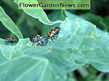 Disse er slående feil for å se og vite, men de forlater en vei for ødeleggelse. These are striking bugs to watch and know, but they leave a path of devastation.