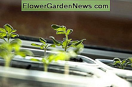 Tomatensämlinge, die in der Sonne auf einem Windowsill sich aalen. Tomato seedlings basking in the sun on a windowsill.