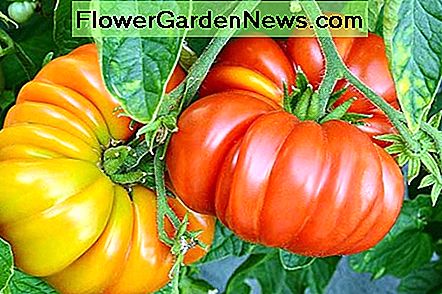 Heirloom Tomaten sind nicht die typischen glatten Hauttomaten, die Sie in den meisten Supermärkten sehen. Heirloom tomatoes are not the typical smooth skinned tomatoes you see in most supermarkets.