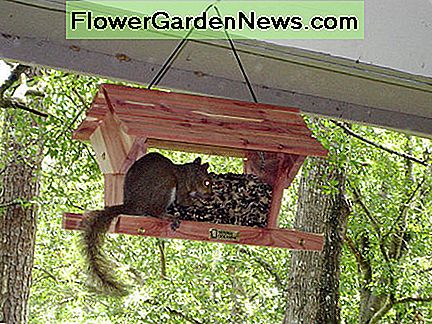 Det største problem med flade frøbakker. De laver sådanne comfie perches for egern. The main problem with flat seed trays. They make such comfie perches for squirrels.