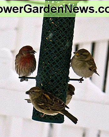 Om vinteren fugler fugle fødefirmaerne som sne dækker deres fødevareforsyninger. In winter, birds crowd the feeders as snow covers their food supplies.