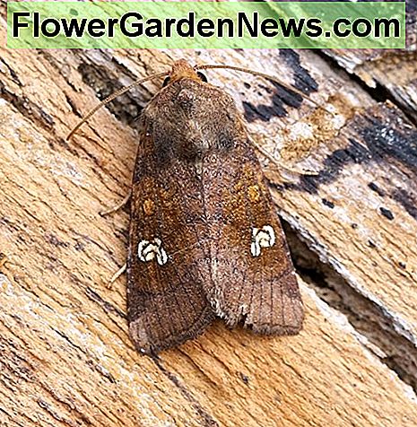 En mørk fløjlmølle, hvis larver er en snitorm A Dark Winged Moth Whose Larvae is a Cutworm