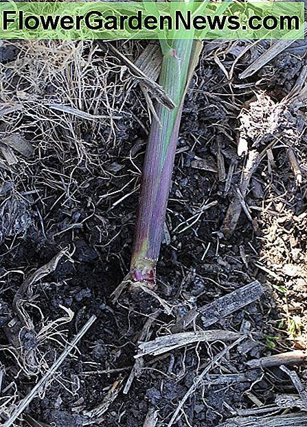 En ung purjeskive skĂĄret af en snitorm. Et halsbĂĄnd placeret omkring det, nĂĄr plantet ville have forhindret dette. A Young Leek Sliced by a Cutworm. A Collar Placed Around it When Planted Would Have Prevented This.