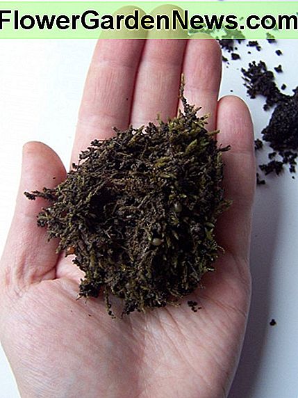 Moosbällchen eignen sich hervorragend zum Kompostieren von Würmern. Moss balls are great for composting worms.
