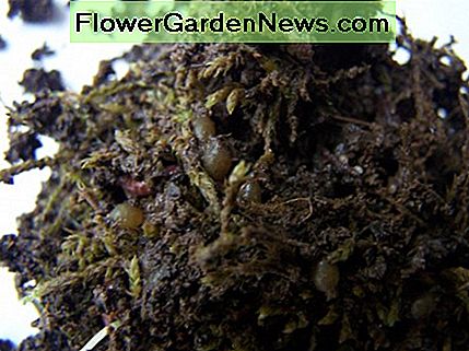 Rote Wiggler-Wurmeier in den Moosbällen. Red wiggler worm eggs in moss balls.
