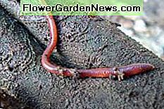 Eisenia foetida, den röda wigglermasken, är en voracious sönderdelare. Det föredrar organiskt material över jorden. Eisenia foetida, the red wiggler worm, is a voracious decomposer. It prefers organic material over soil.