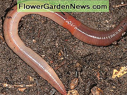 Lumbricus terrestris, den gemensamma daggmask som kallas nattkrypare, överlever inte heller i kompostbunten men kommer att berika och lufta dina trädgårdssängar. Lumbricus terrestris, the common earthworm known as a night-crawler, does nor survive in the compost pile but will enrich and aerate your garden beds.