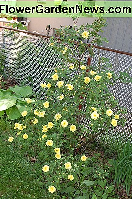 Harison's Yellow înflorit în curtea mea la umbră. Harison's Yellow blooming in my yard in the shade.