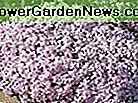 PHLOX SUBULATA 'CANDY STREIFEN' - CREEPING PHLOX - ANLAGE