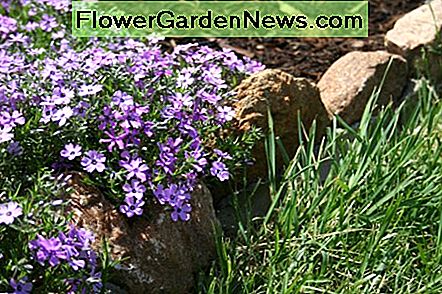 Phlox wächst als Grenzpflanze. Phlox growing as a border plant.