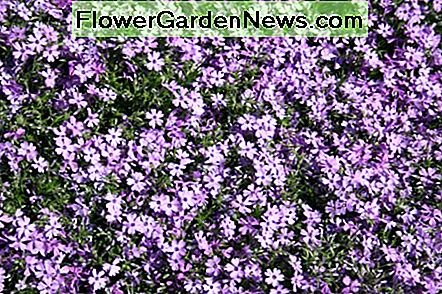 Phlox subulata Phlox subulata