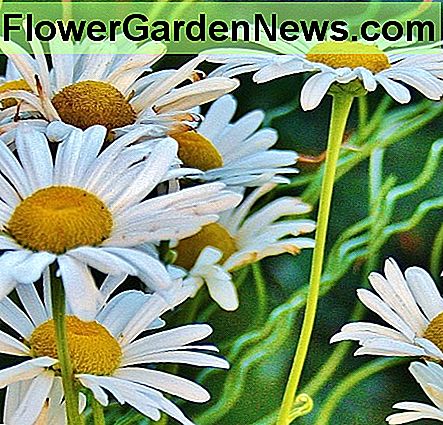 Poniewa偶 p臋dy kwiatowe Montauk s膮 d艂ugie i mocne, s膮 popularnym wyborem do ci臋cia ogrod贸w i kompozycji kwiatowych. Because Montauk flower stems are long and sturdy, they're a popular choice for cutting gardens and floral arrangements.